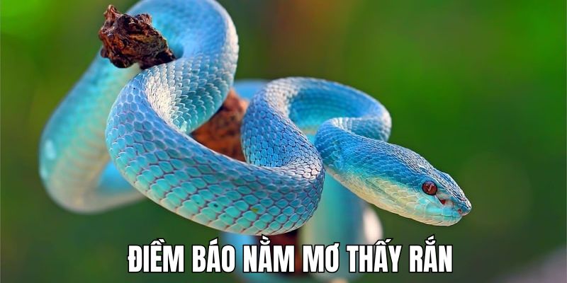 Giải mã những giấc mộng liên quan đến việc mơ thấy rắn 