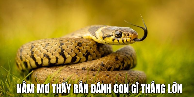 Nằm mơ thấy rắn thì nên đánh số gì theo từng trường hợp 