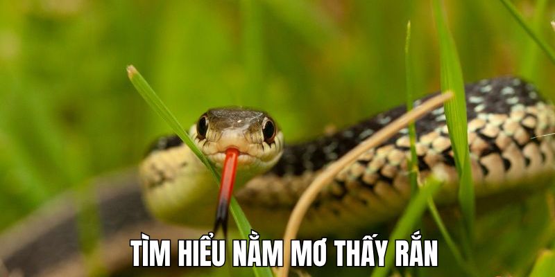 Giải mã tổng quan khi nằm mơ thấy rắn