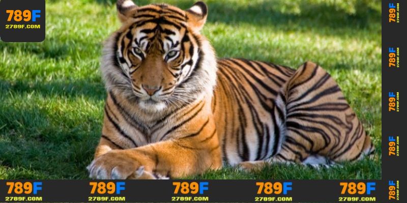 Các trường hợp chiêm bao thấy hổ đánh gì để thắng lớn