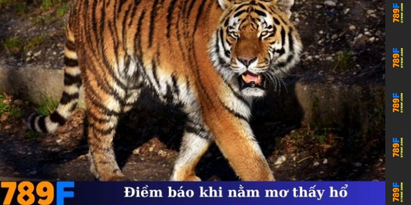 Điềm báo khi nằm mơ thấy hổ trong các tình huống khác