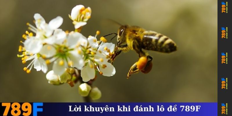 Lời khuyên khi đánh lô đề 789F