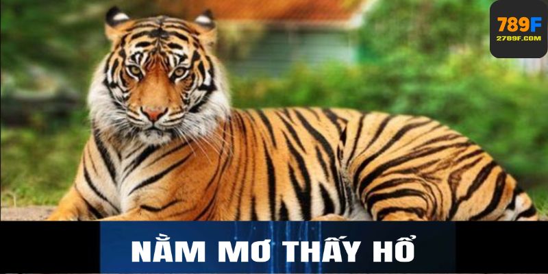 Nằm mơ thấy hổ