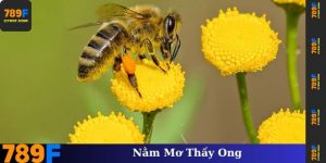 Nằm mơ thấy ong