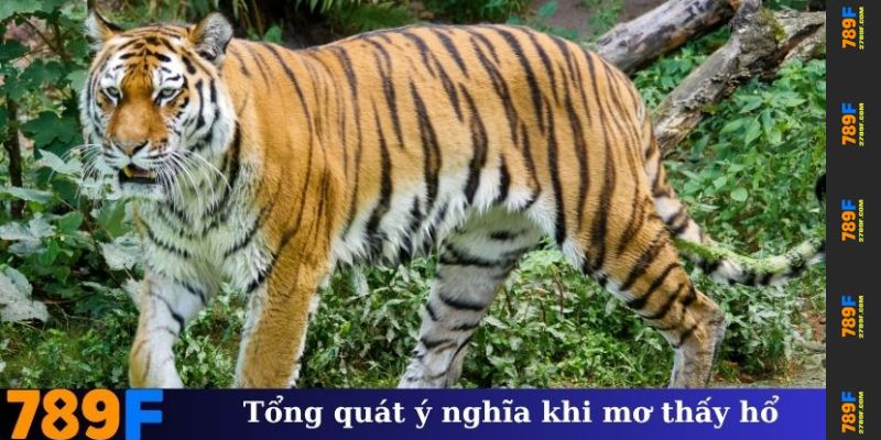 Tổng quát ý nghĩa khi mơ thấy hổ
